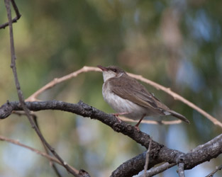 Brown-backed Honeyeater