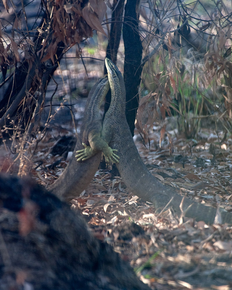 [Northern Yellow-Spotted Monitors]