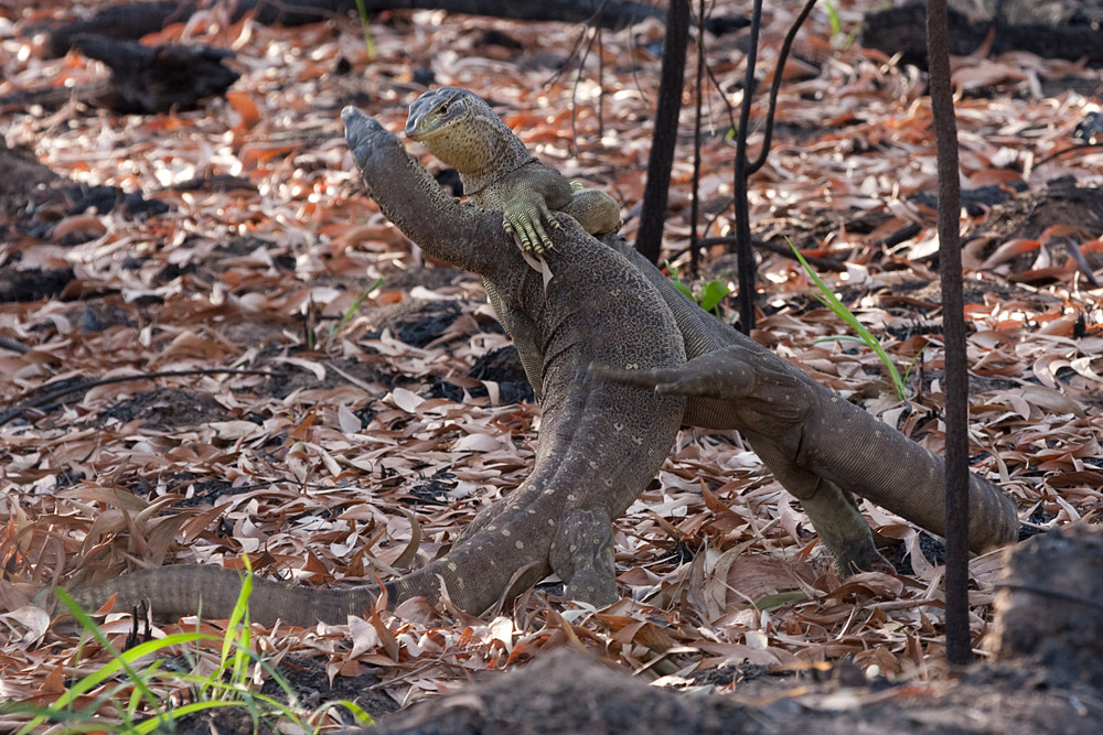 [Northern Yellow-Spotted Monitors]