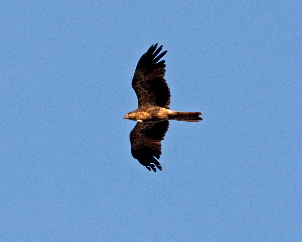 [Whistling Kite]