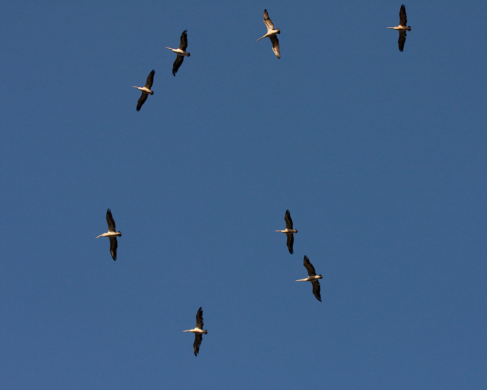 [Australian Pelicans]