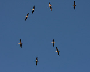 Australian Pelicans