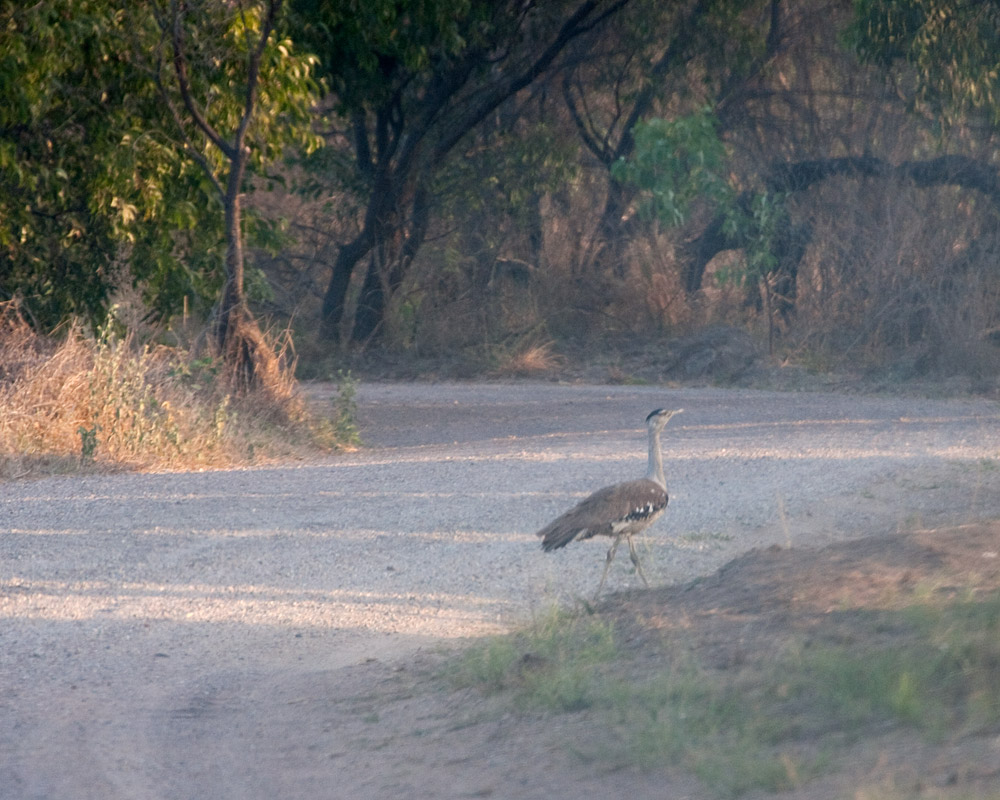 [Australian Bustard]