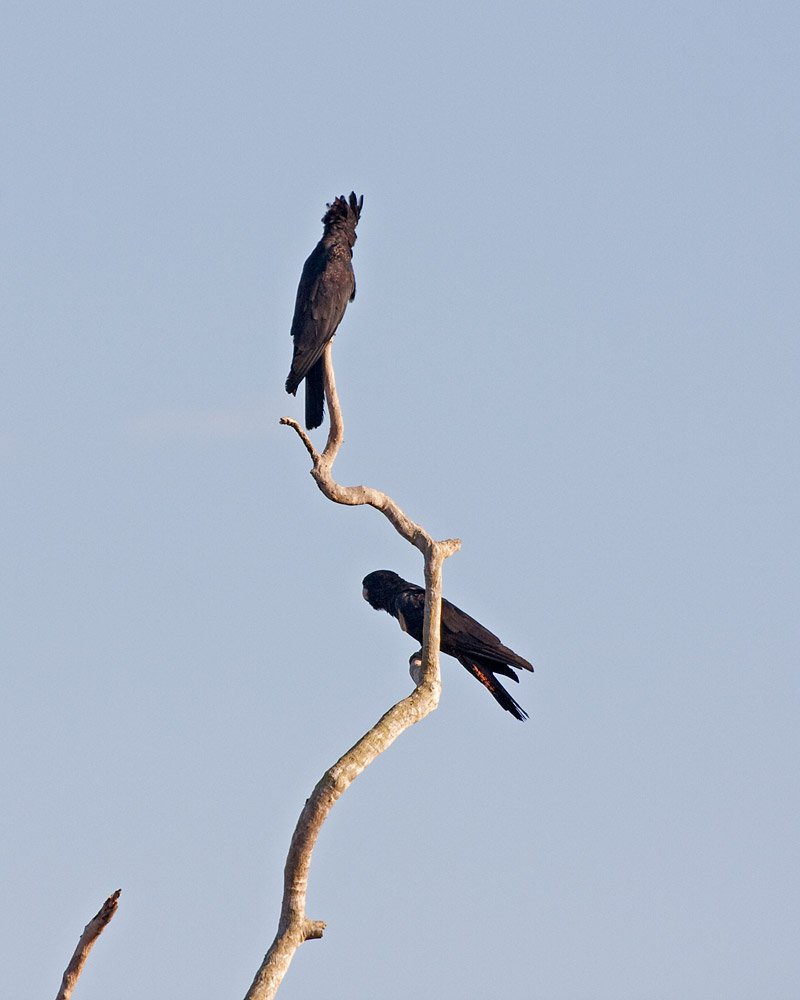 [Red-tailed Black-Cockatoo]