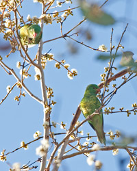 Scaly-breasted Lorikeets