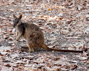 Allied Rock-wallaby