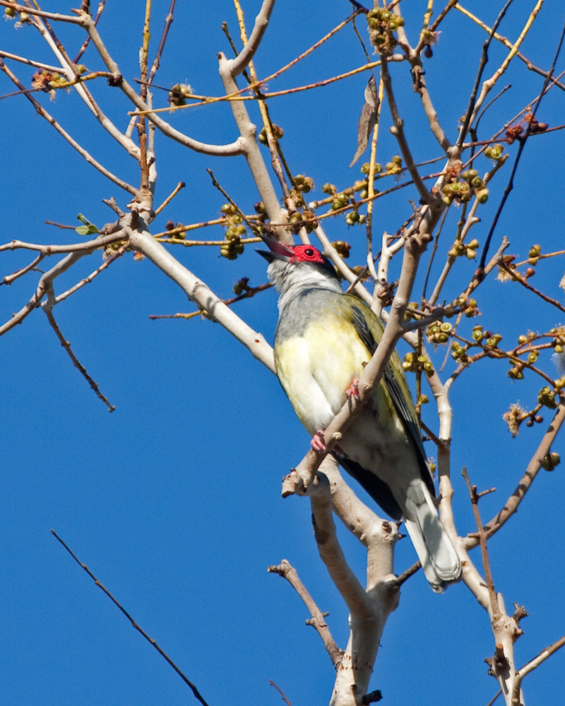 [Australasian Figbird]