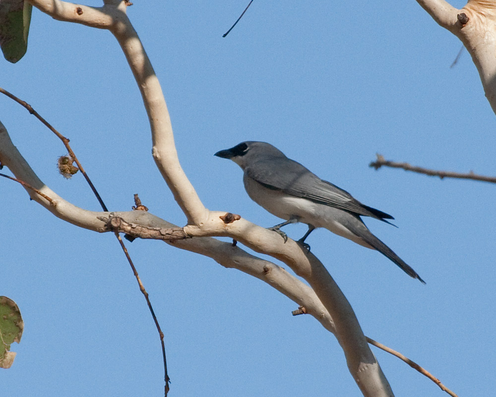 [White-bellied Cuckooshrike]