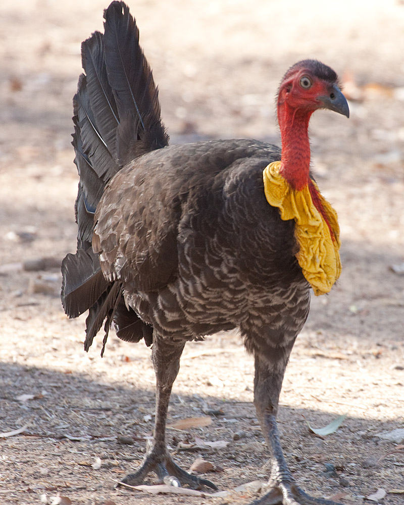 [Australian Brush-turkey]