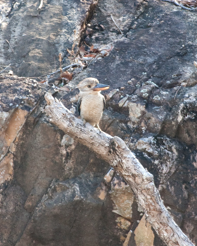 [Blue-winged Kookaburra]