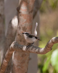 White-browed Robin