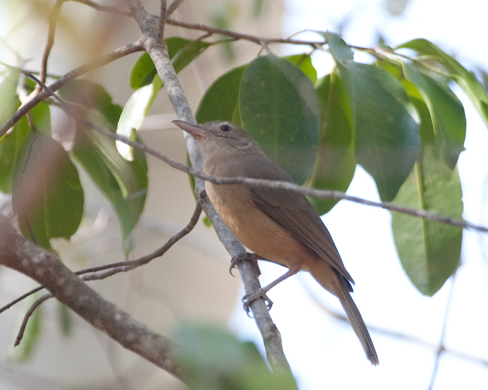 [Little Shrike-thrush]