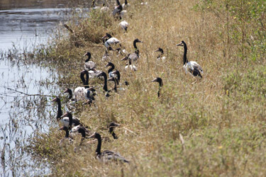 Magpie-Geese