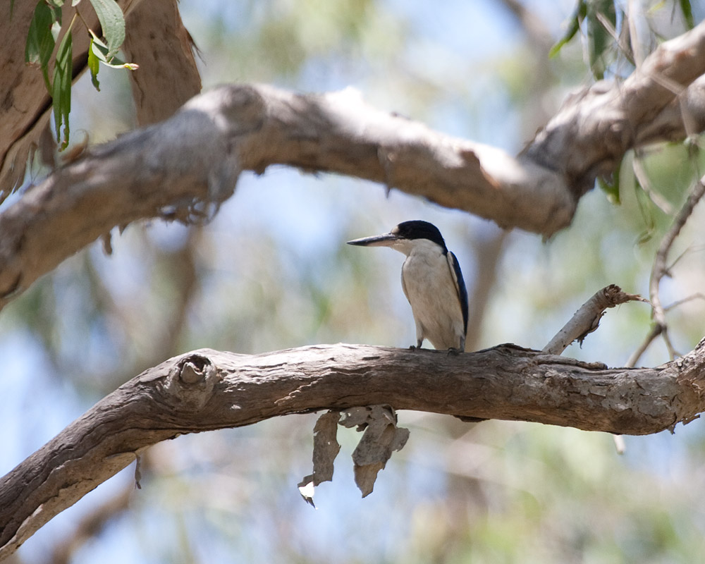 [Forest Kingfisher]