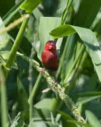 Crimson Finch