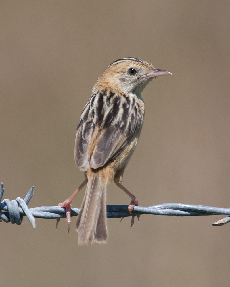 [Golden-headed Cisticola]