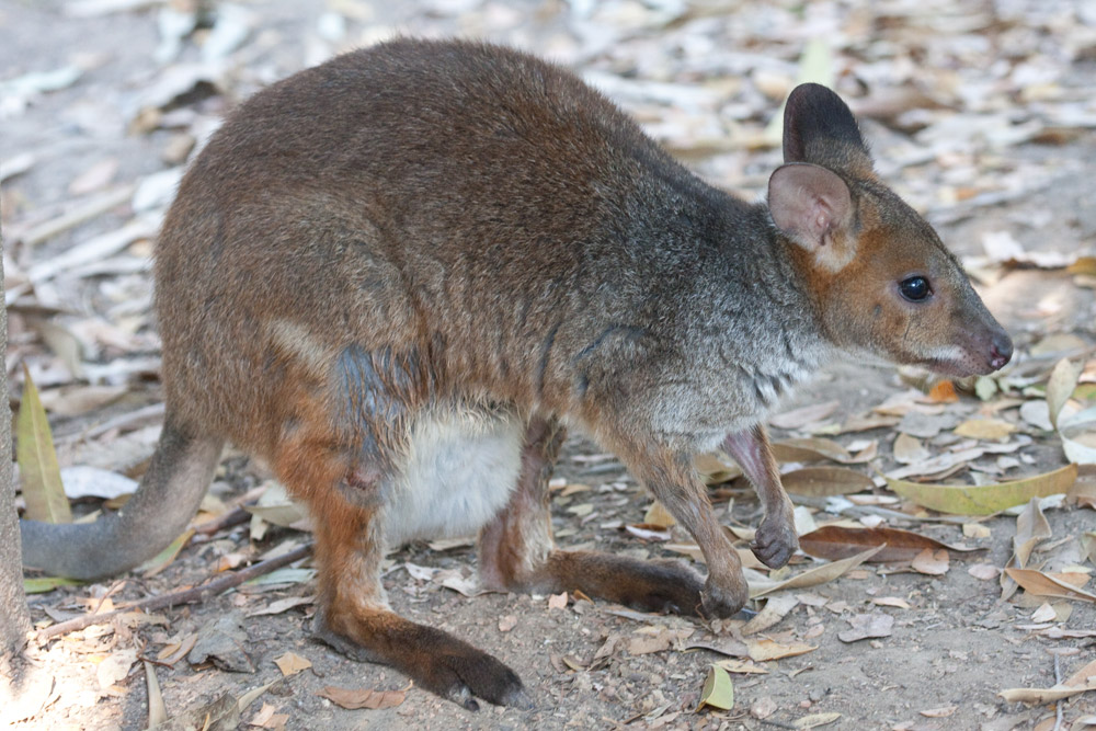 [Red-legged Pademelon]