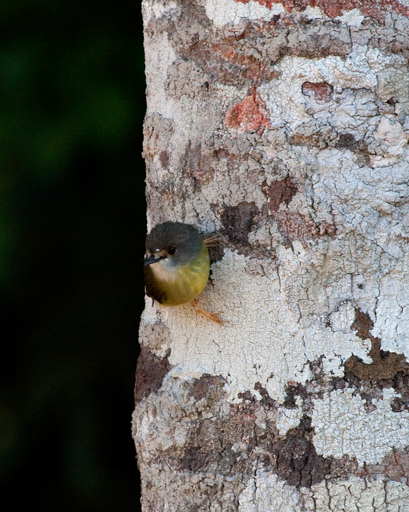 [Pale-yellow Robin]