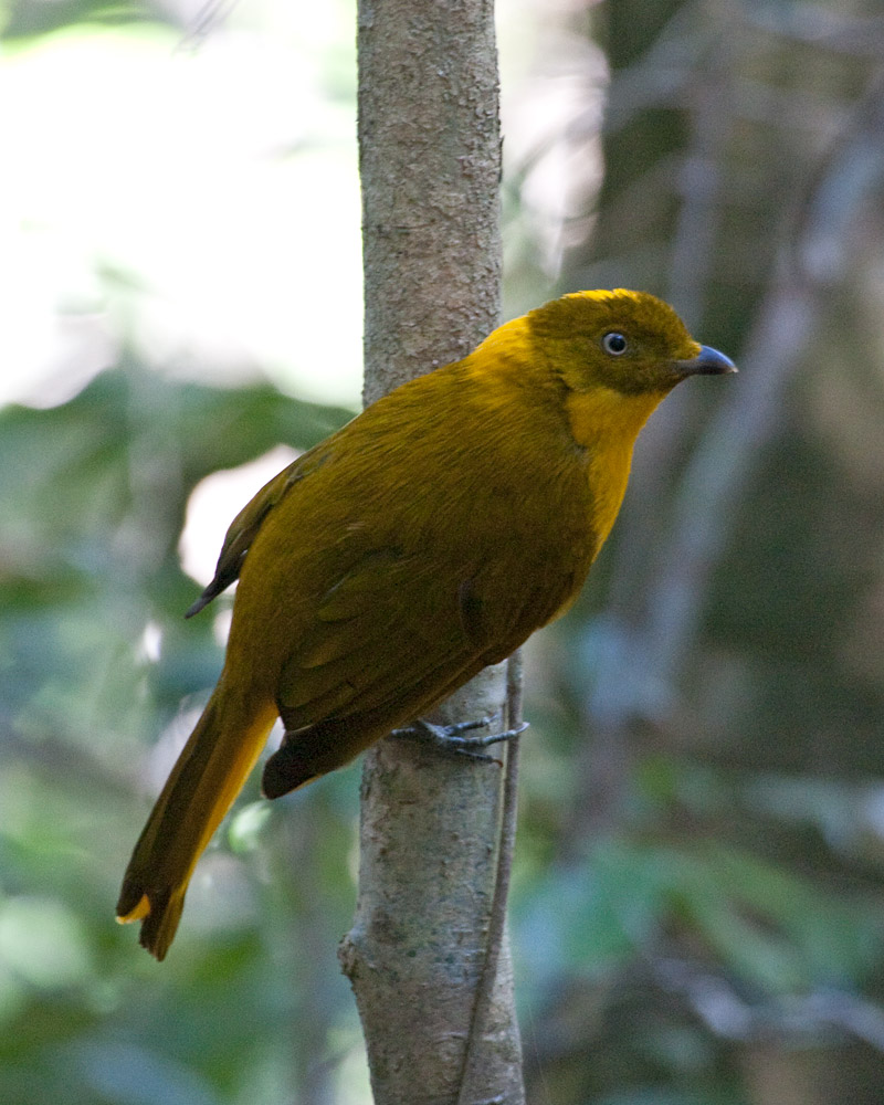 [Golden Bowerbird]