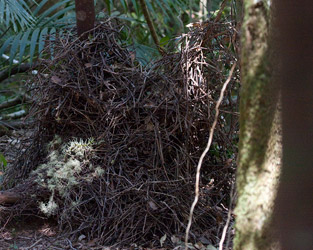 Golden Bowerbird bower