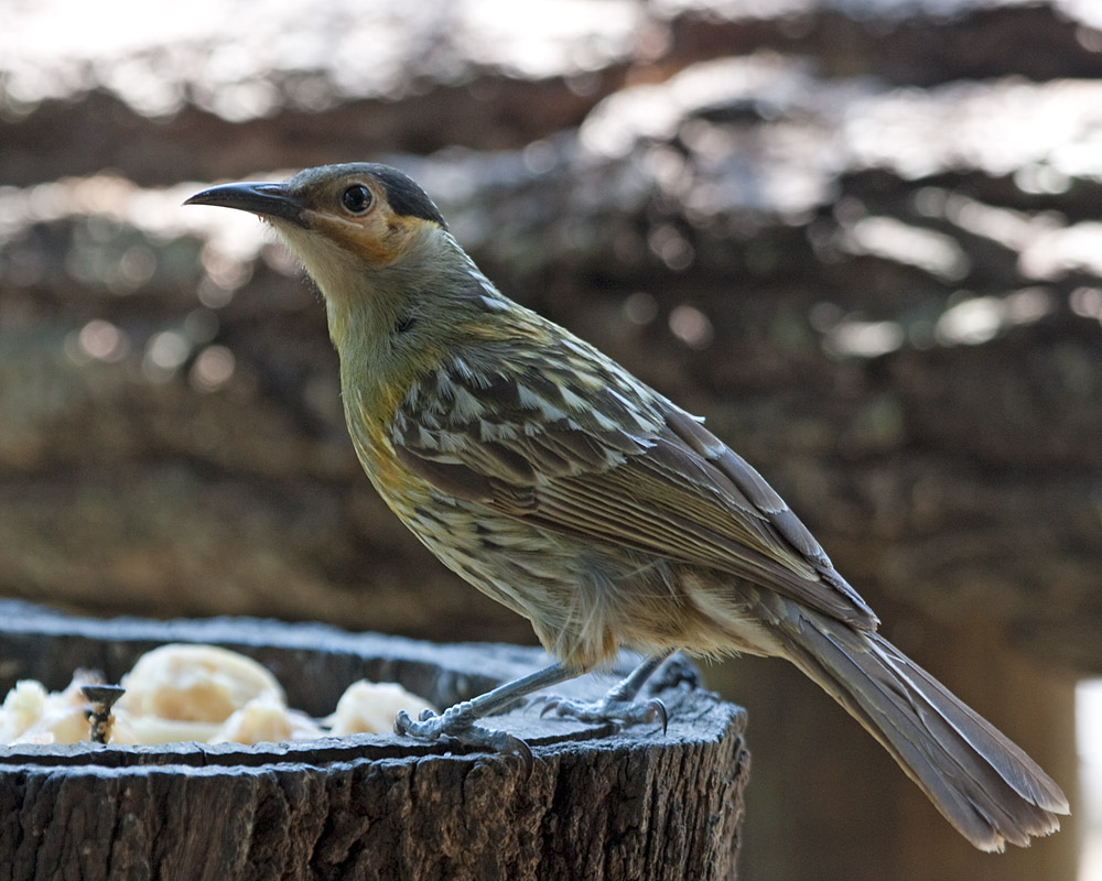 [Macleay's Honeyeater]