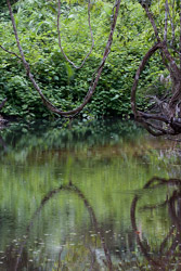 Creek View