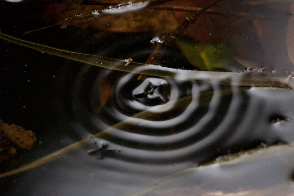 [Water Striders]