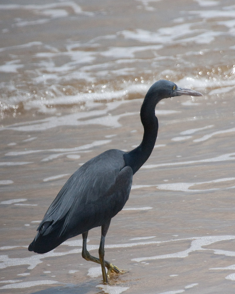 [Pacific Reef-Heron]