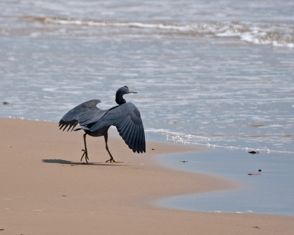 [Pacific Reef-Heron]