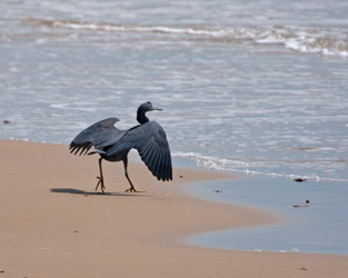 Pacific Reef-Heron