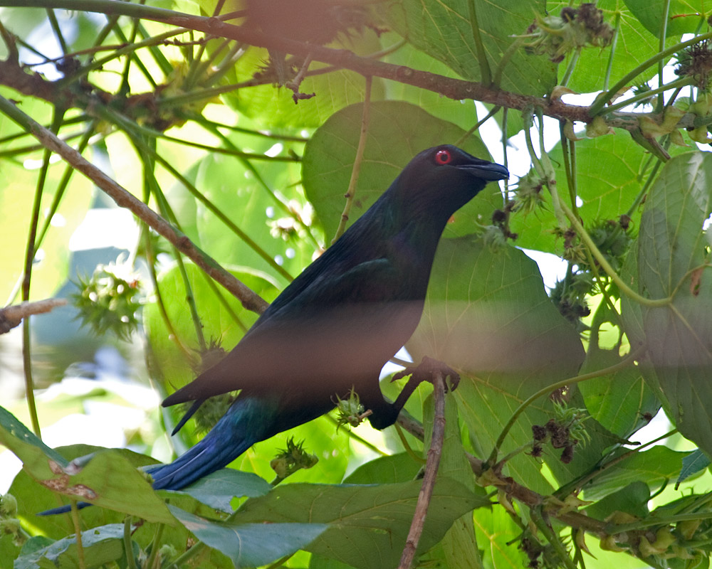 [Metallic Starling]