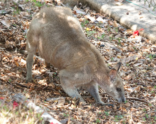 Agile Wallaby