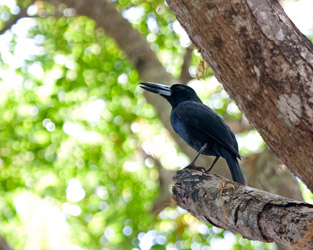 Black Butcherbird