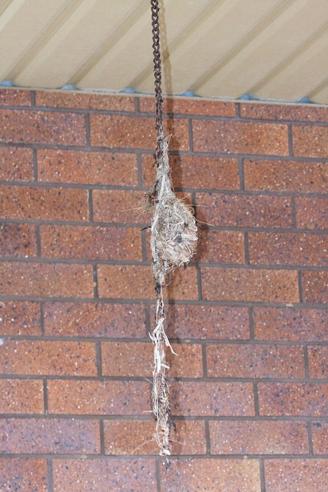 [Olive-backed Sunbird Nest]