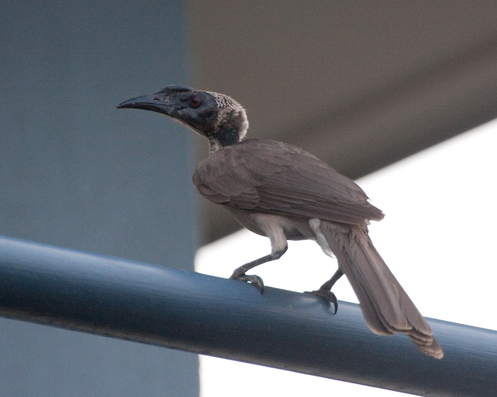 [Helmeted Friarbird]