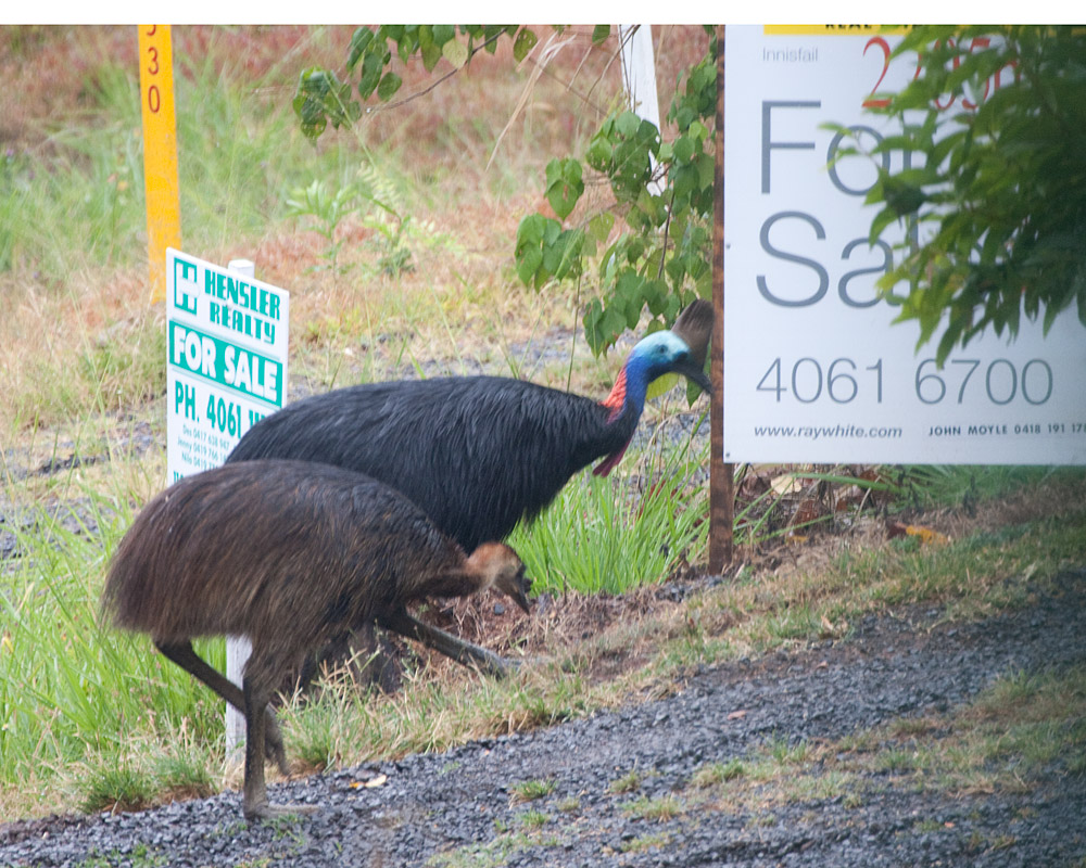 [Southern Cassowaries]