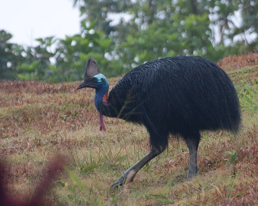 [Southern Cassowary]