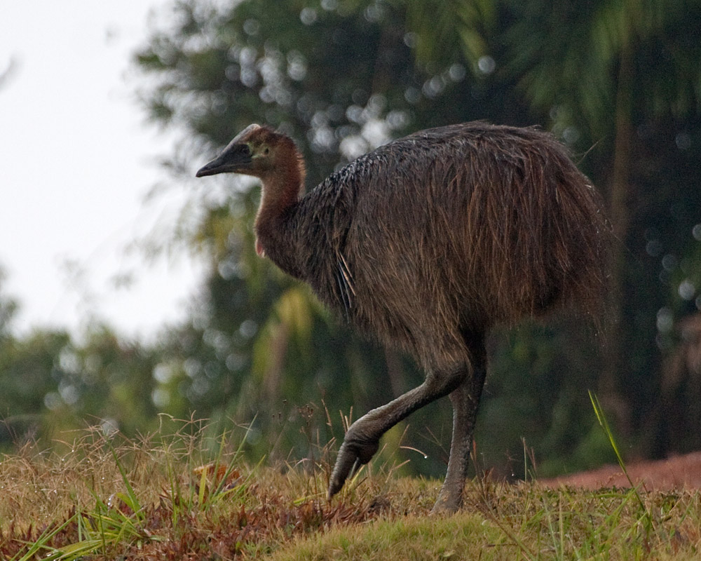 [Southern Cassowary]