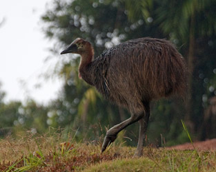 Southern Cassowary