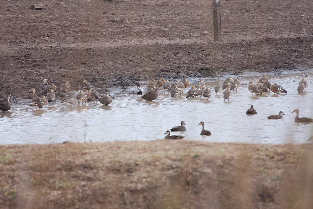 [Ducks!]