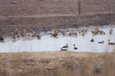 Ducks!