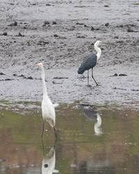 Heron and Egret