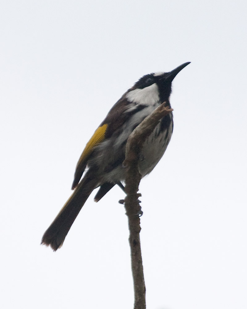 [White-cheeked Honeyeater]