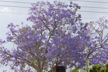 Blue Jacaranda