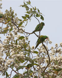 Scaly-breasted Lorikeets