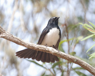 Willie-wagtail