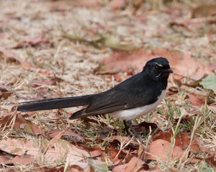 Willie-wagtail