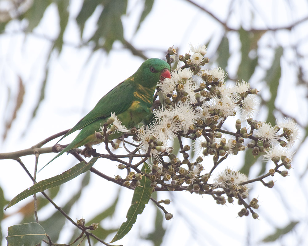 [Scaly-breasted Lorikeet]