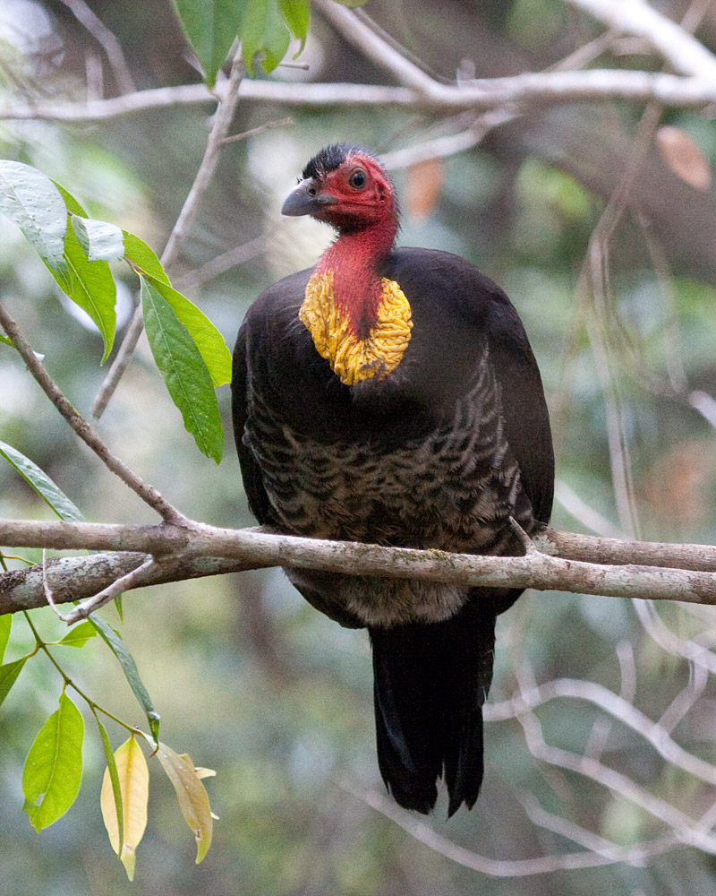 [Australian Brush-turkey]