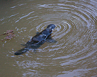 Duck-billed Platypus